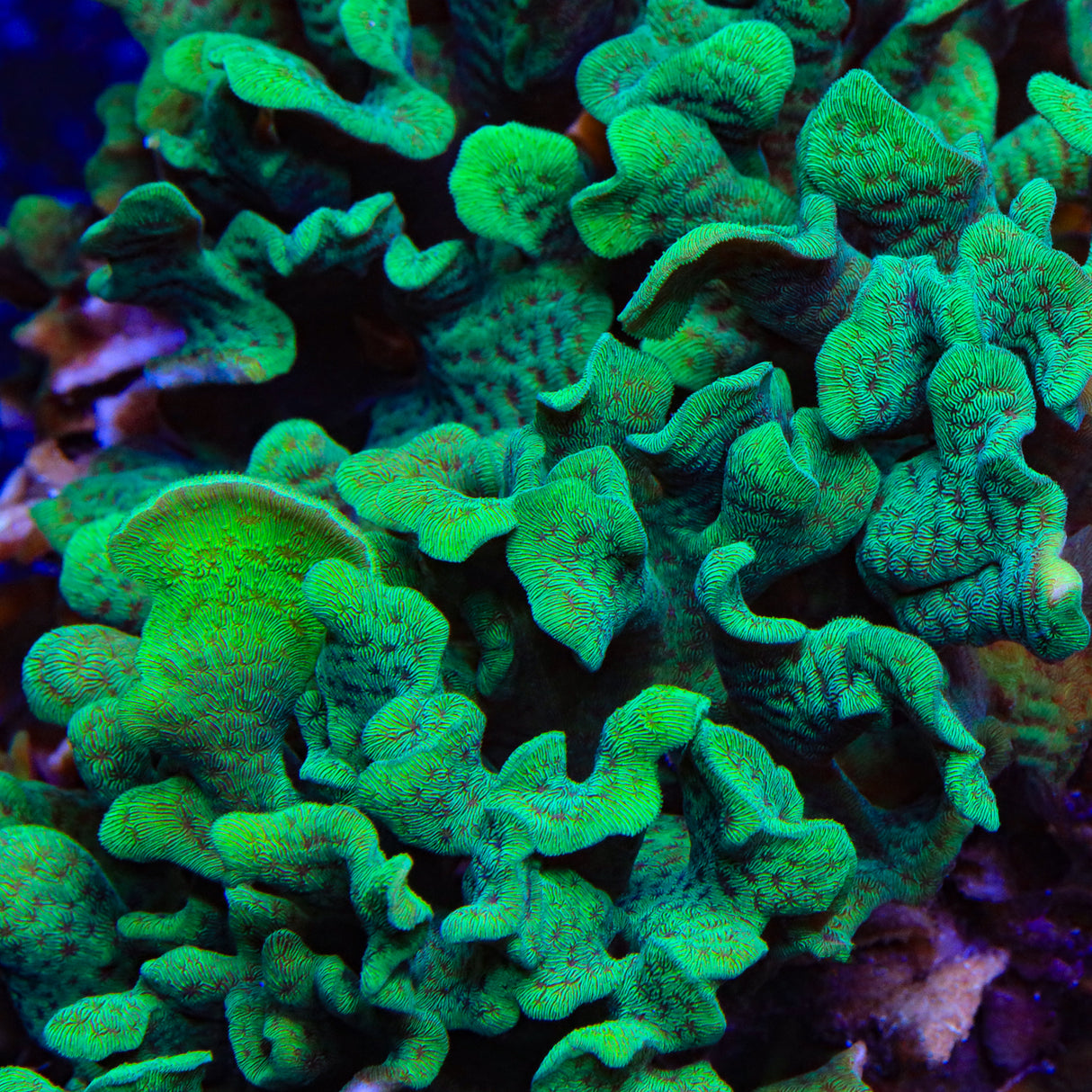 ORA Mint Pavona Coral - Top Shelf Aquatics