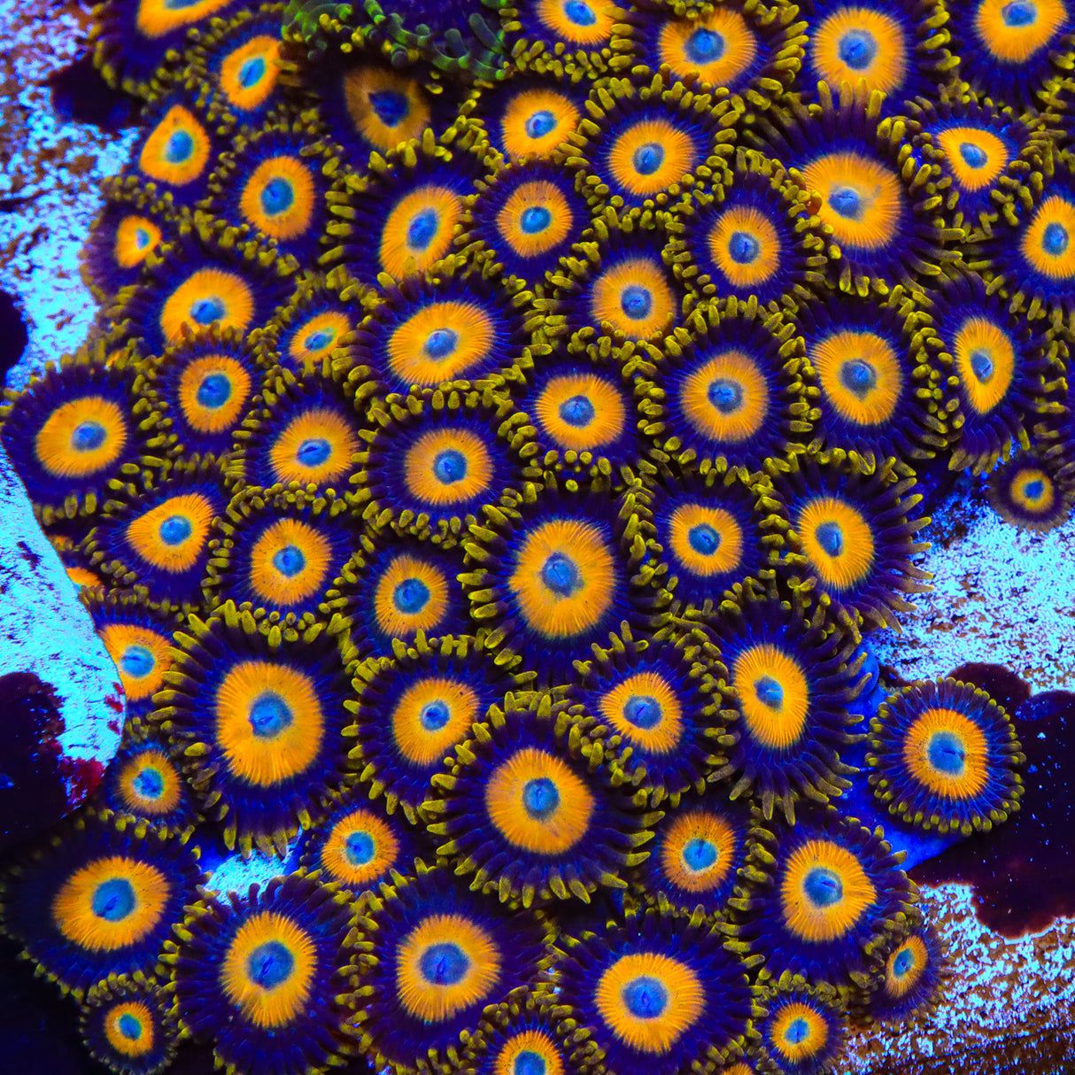 Scrambled Eggs Zoanthid Coral - Top Shelf Aquatics