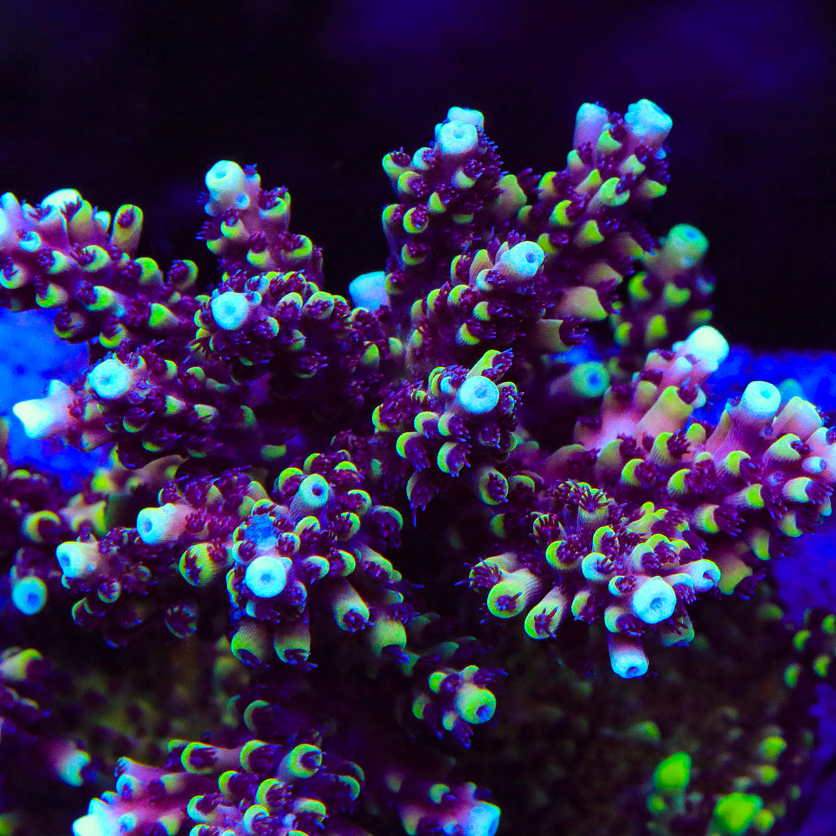 RRC Pink Cadillac Acropora Coral – Top Shelf Aquatics