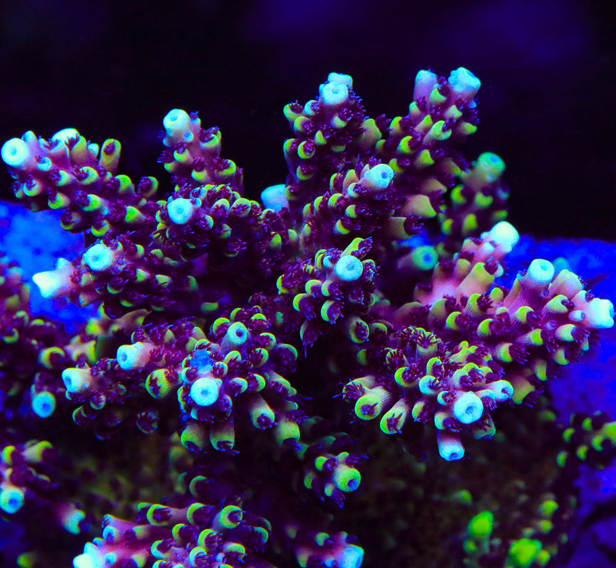 RRC Pink Cadillac Acropora Coral