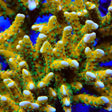RRC Tropicana Anacropora Coral - Top Shelf Aquatics