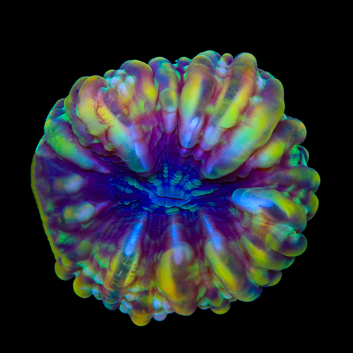 Rainbow Cynarina Coral - Top Shelf Aquatics