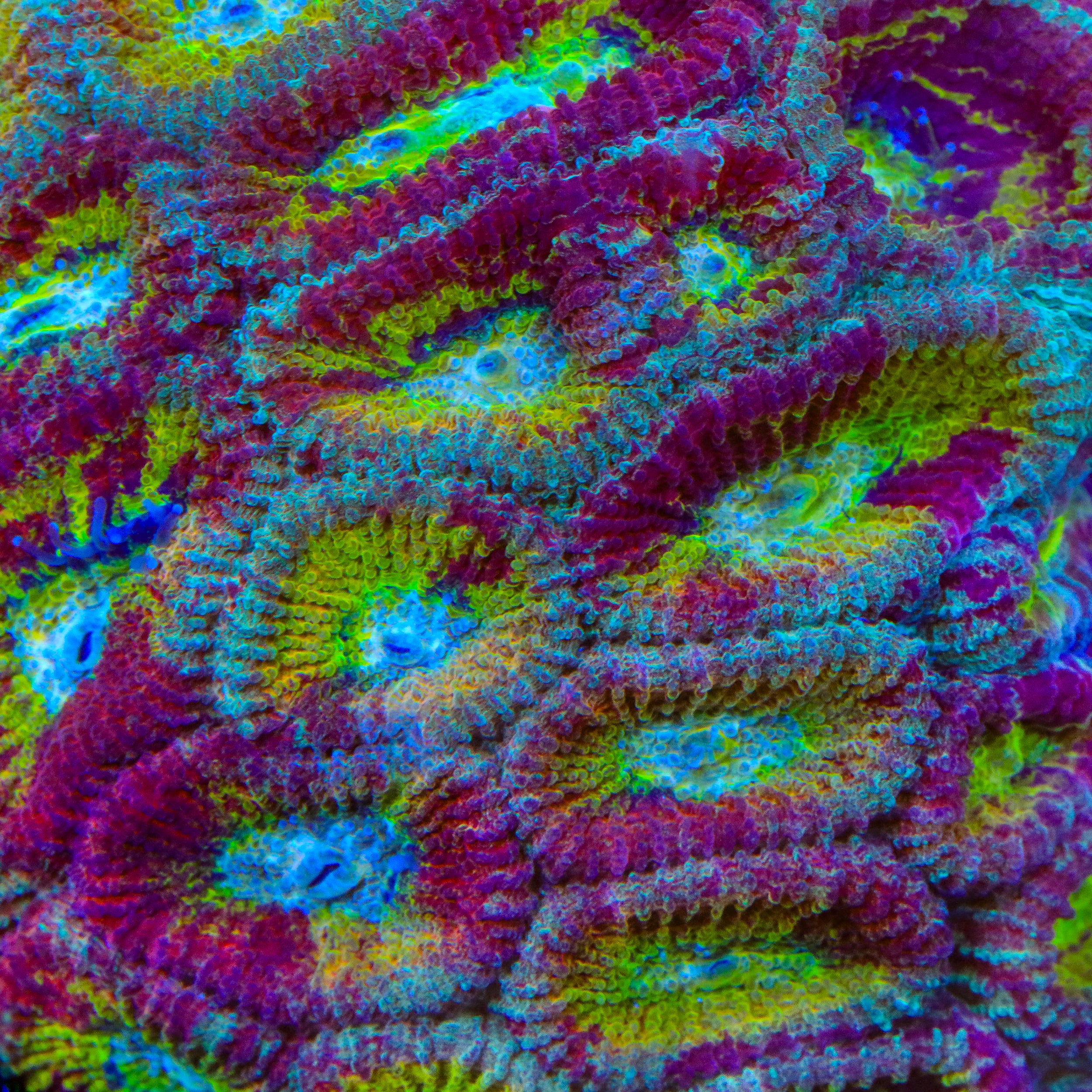 ACI Red Splatter Drunk Monkey Favia Coral โ Top Shelf Aquatics