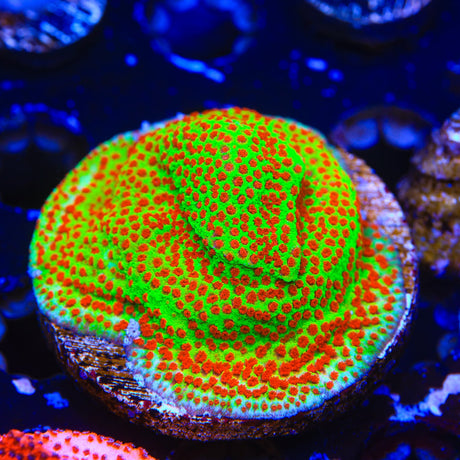 TSA McMonti Montipora Colony Coral