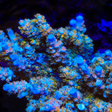 TSA Diamond Dust Tenuis Acropora Coral