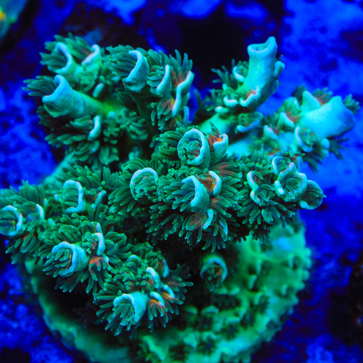 TSA Captain Planet Tenuis Acropora Coral