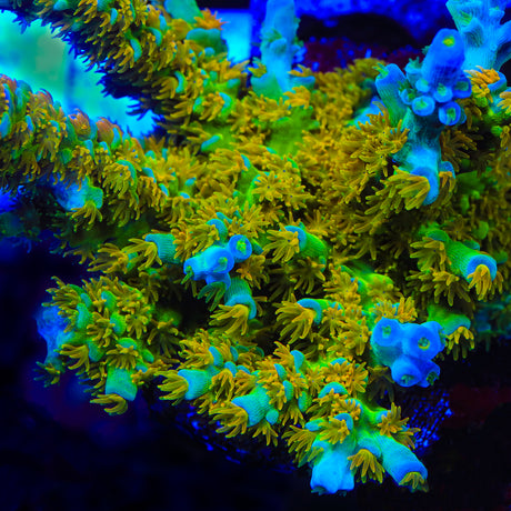 SC Orange Passion Tenuis Acropora Coral