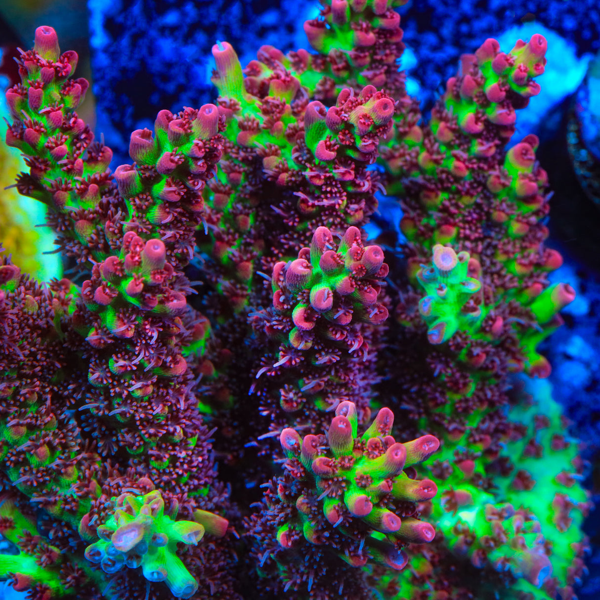 TSA Strawberry Shortcake Acropora Coral