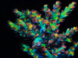 TSA Forbidden Fruit Speciosa Acropora Coral - Top Shelf Aquatics