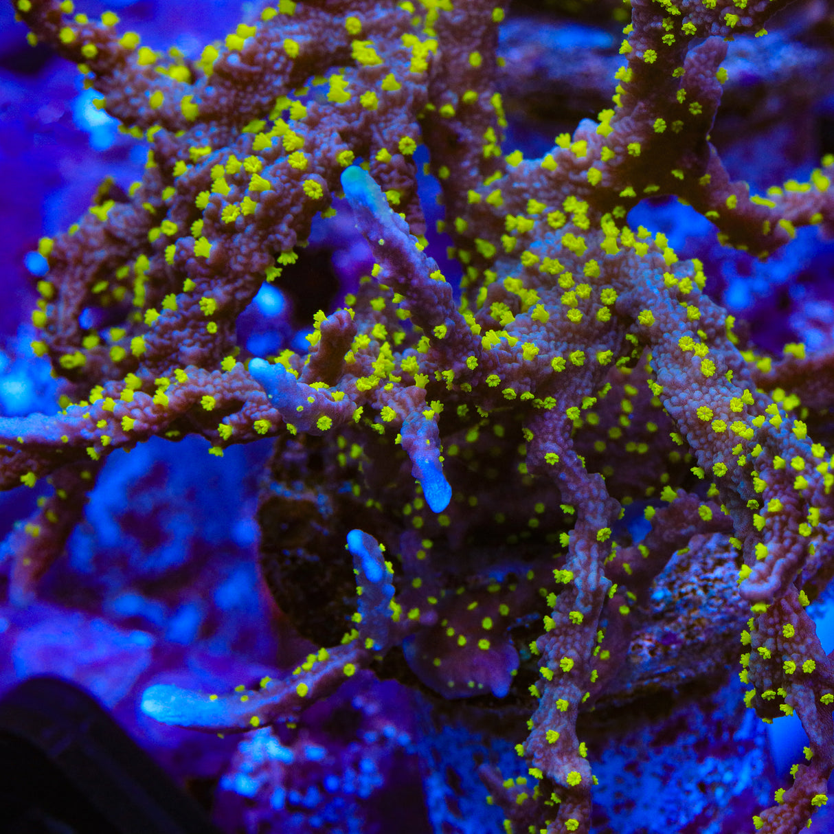JF Midnight Dynamite Montipora Coral - Top Shelf Aquatics