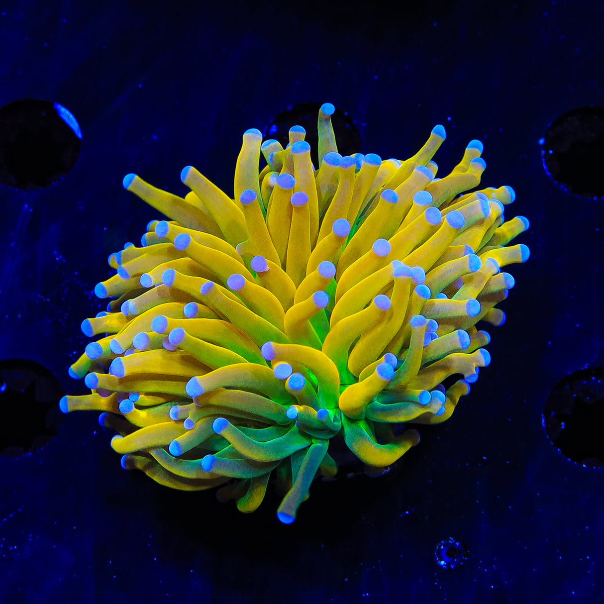 TSA Banana Boat Torch Coral