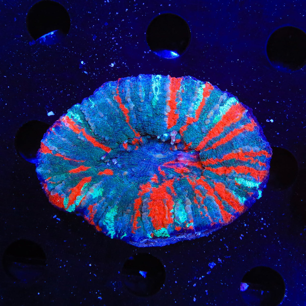 Rainbow Scolymia Coral