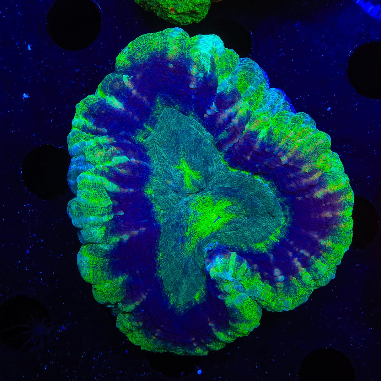 Purple Ring Scolymia Coral