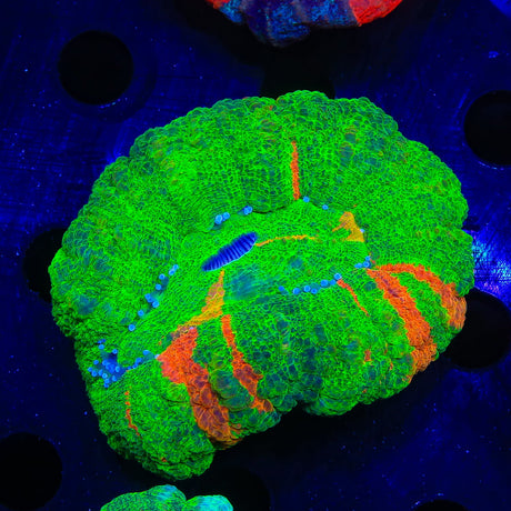 Orange Stripped Scolymia Coral