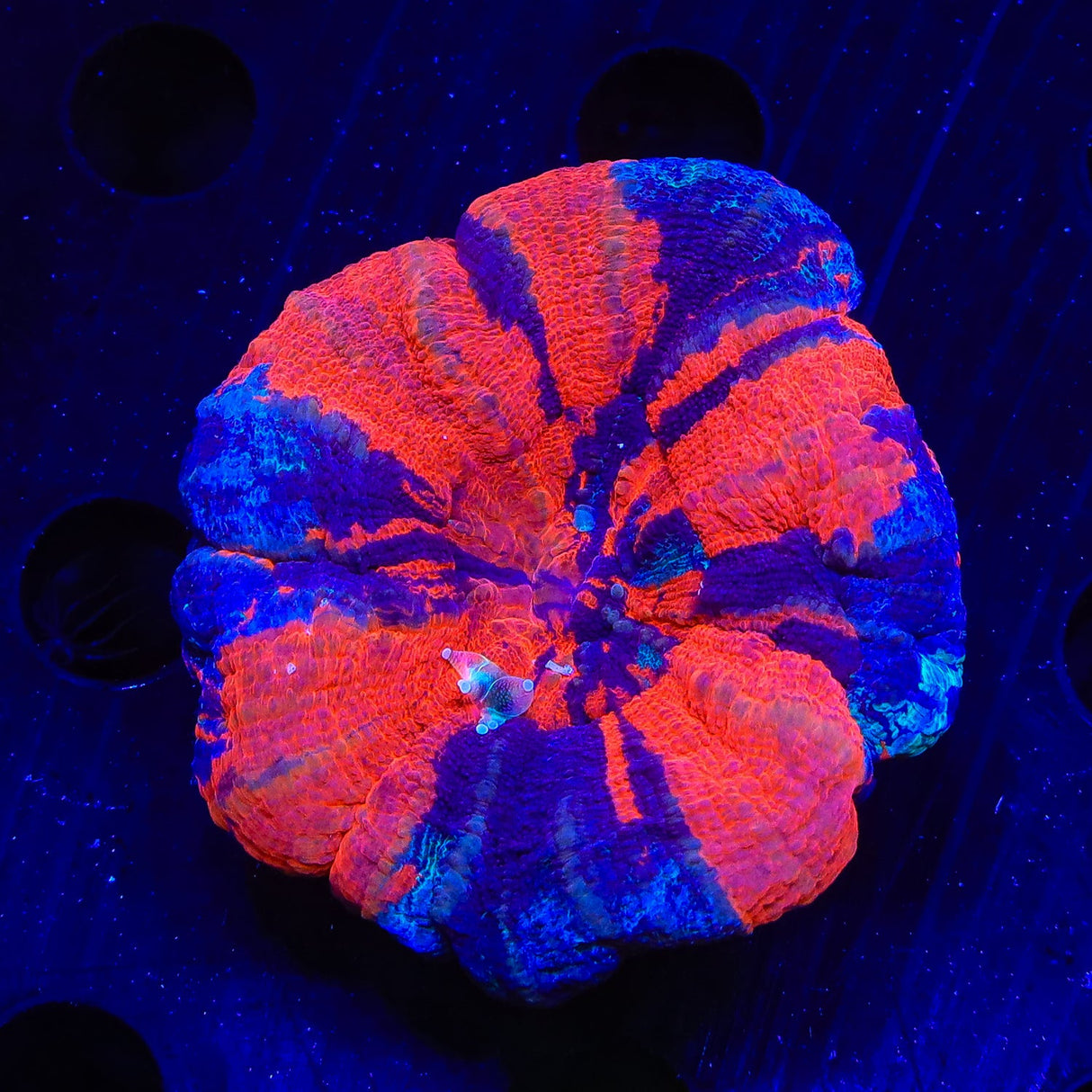 War Paint Scolymia Coral