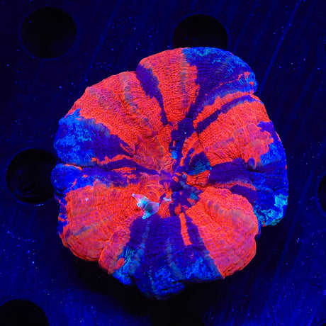 War Paint Scolymia Coral