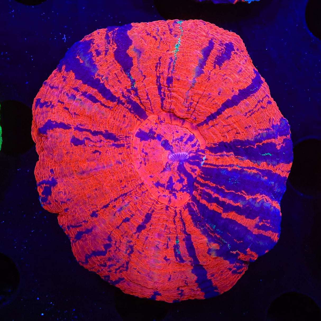 War Paint Scolymia Coral