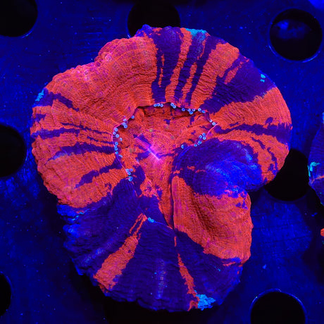 War Paint Scolymia Coral