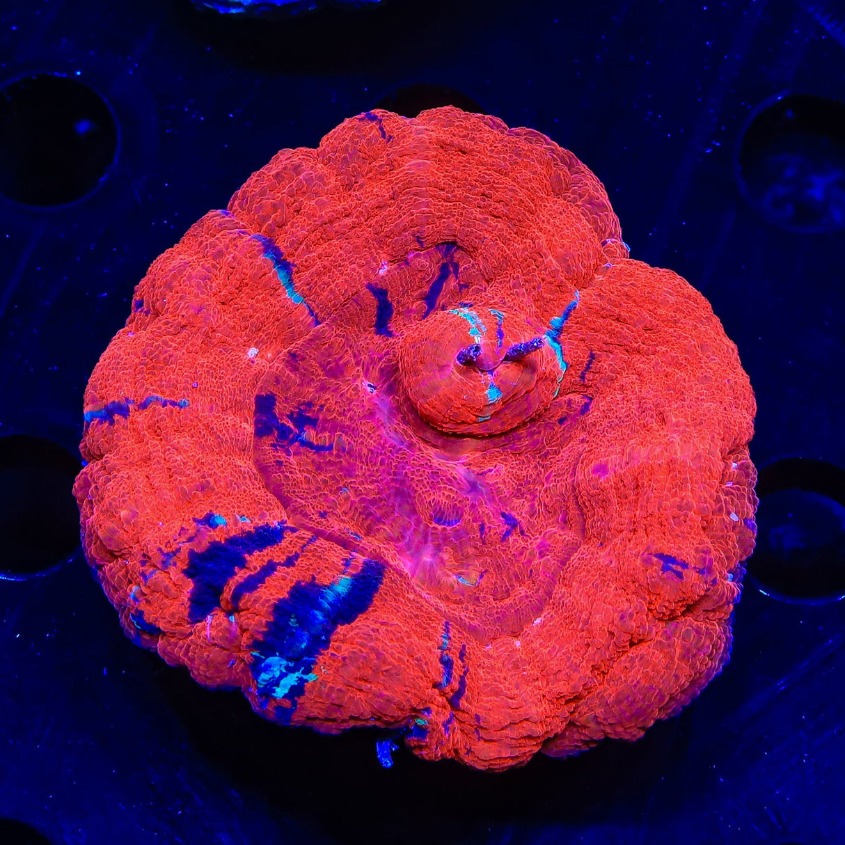 Ultra Scolymia Coral