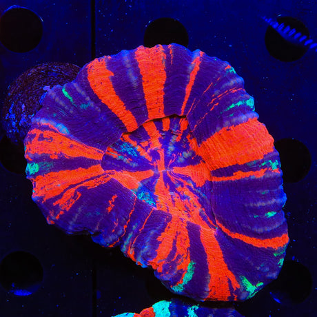 War Paint Scolymia Coral