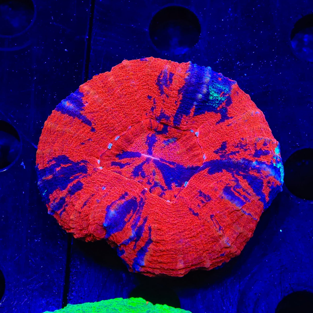 War Paint Scolymia Coral