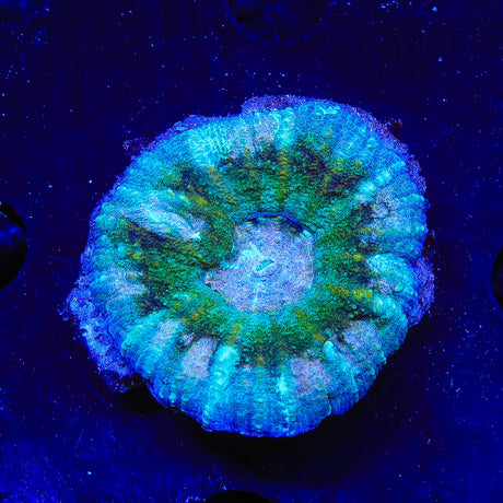 Ultra Acan Maxima Scolymia Coral