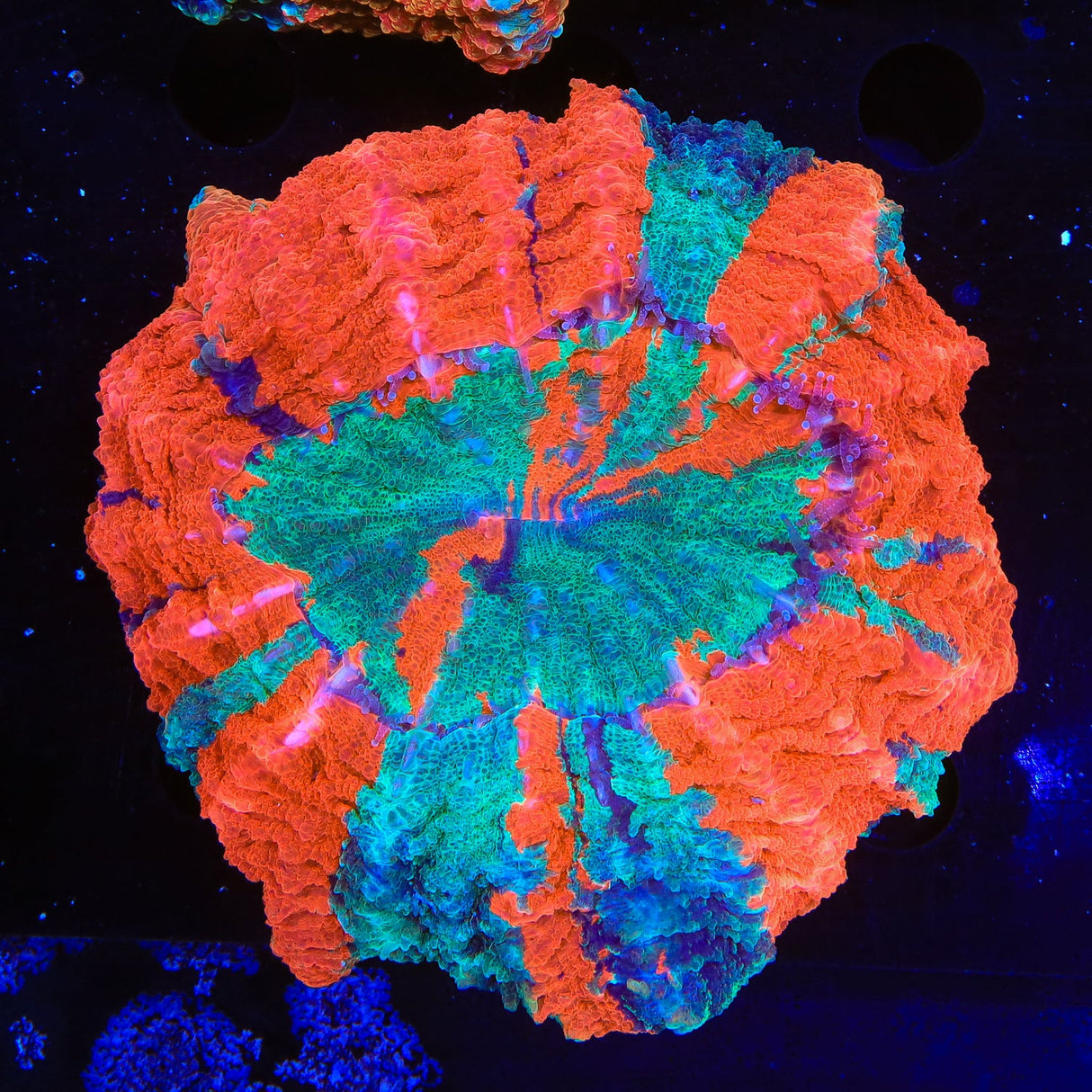 Rainbow Acanthophyllia Coral