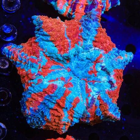 Rainbow Acanthophyllia Coral