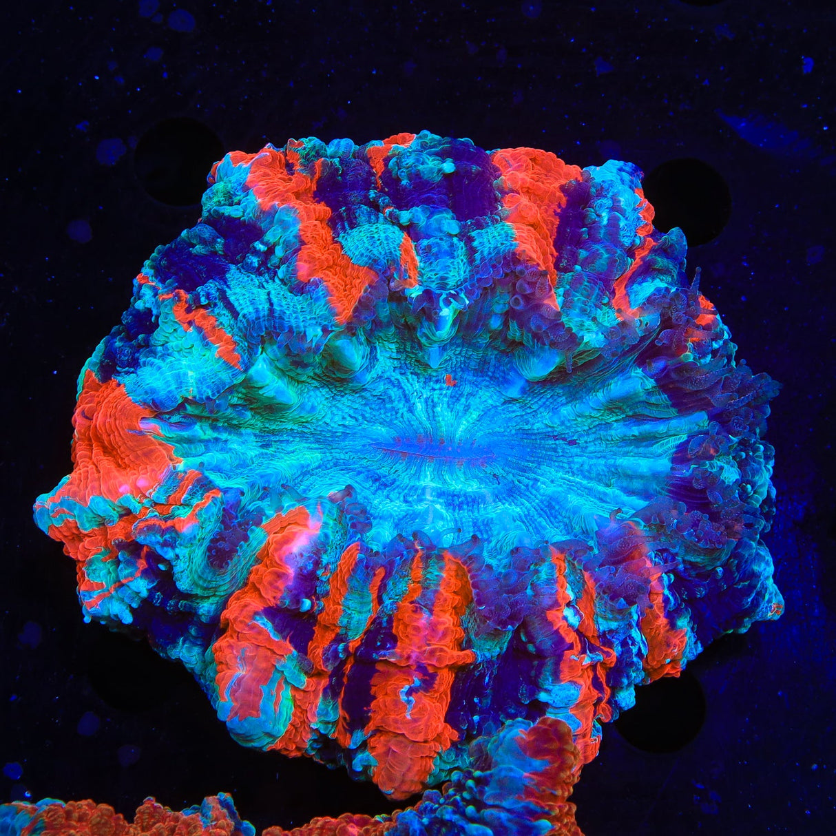 Rainbow Acanthophyllia Coral