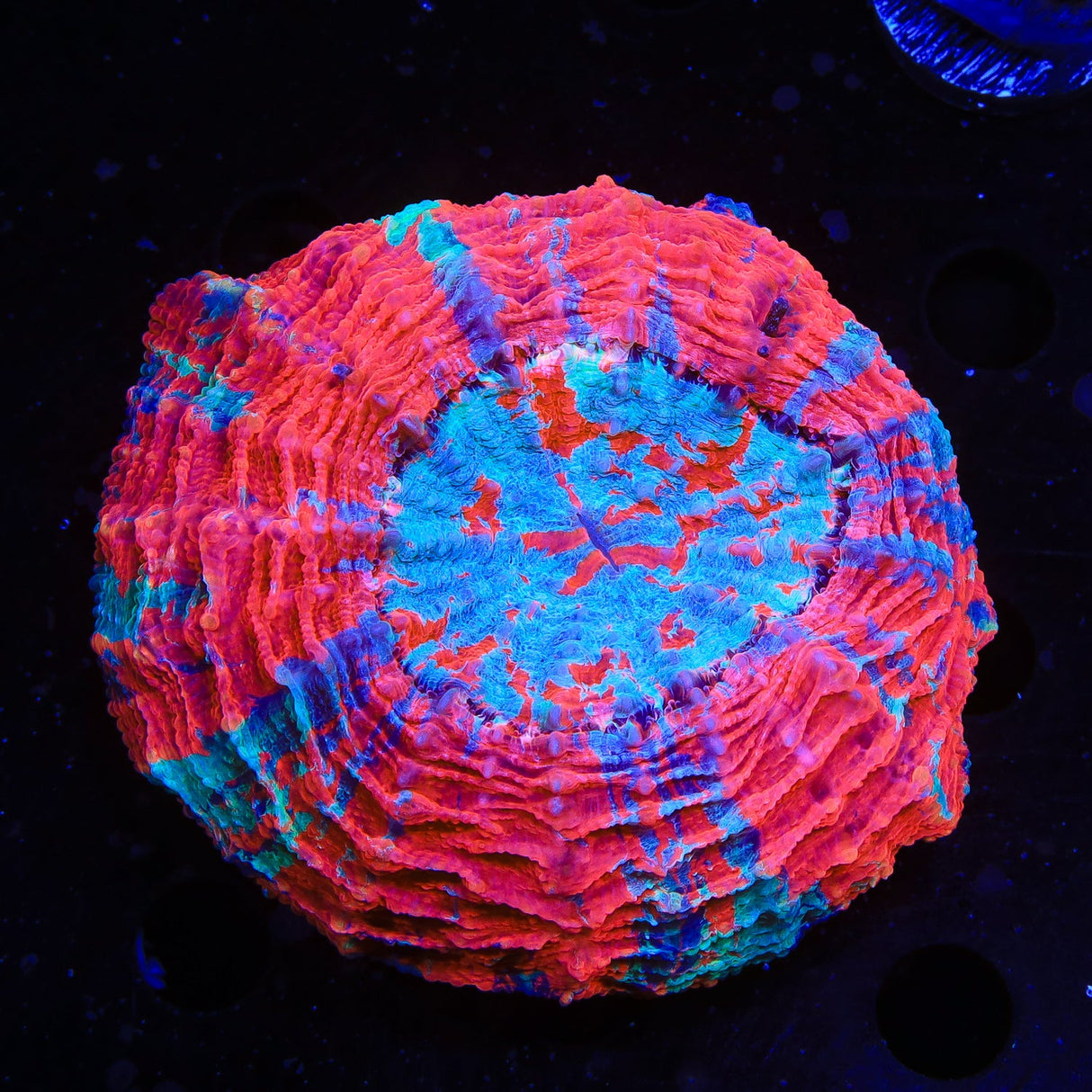 Rainbow Acanthophyllia Coral