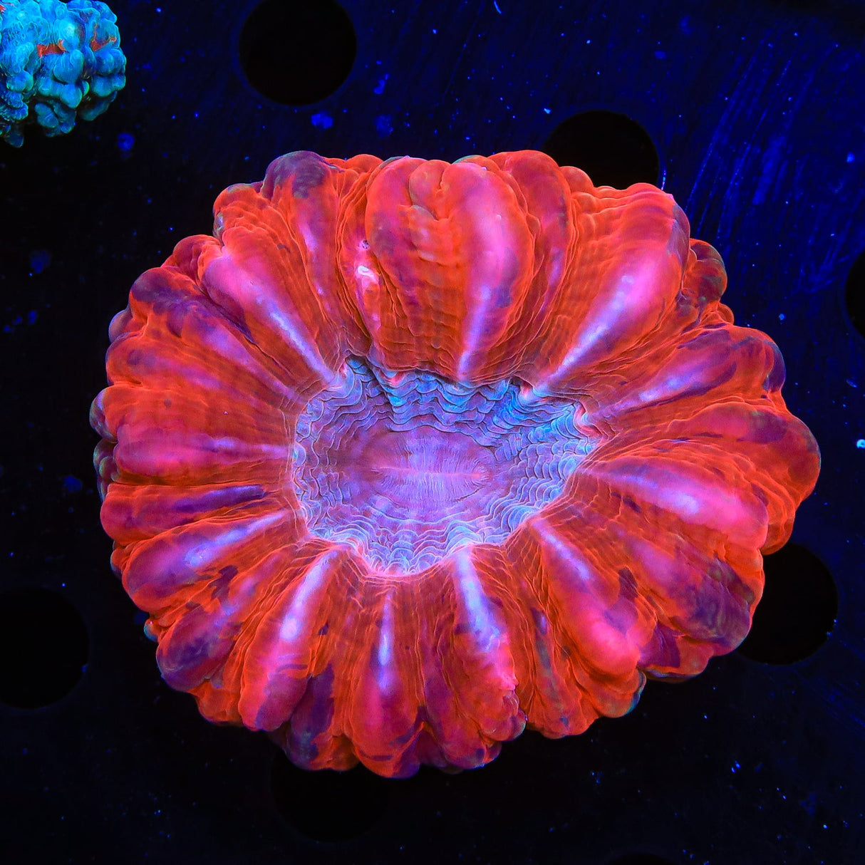 Splatter Cynarina Coral