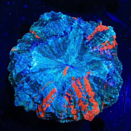 Rainbow Acanthophyllia Coral