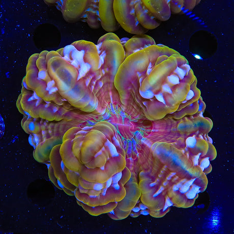 Rainbow Indophyllia Coral