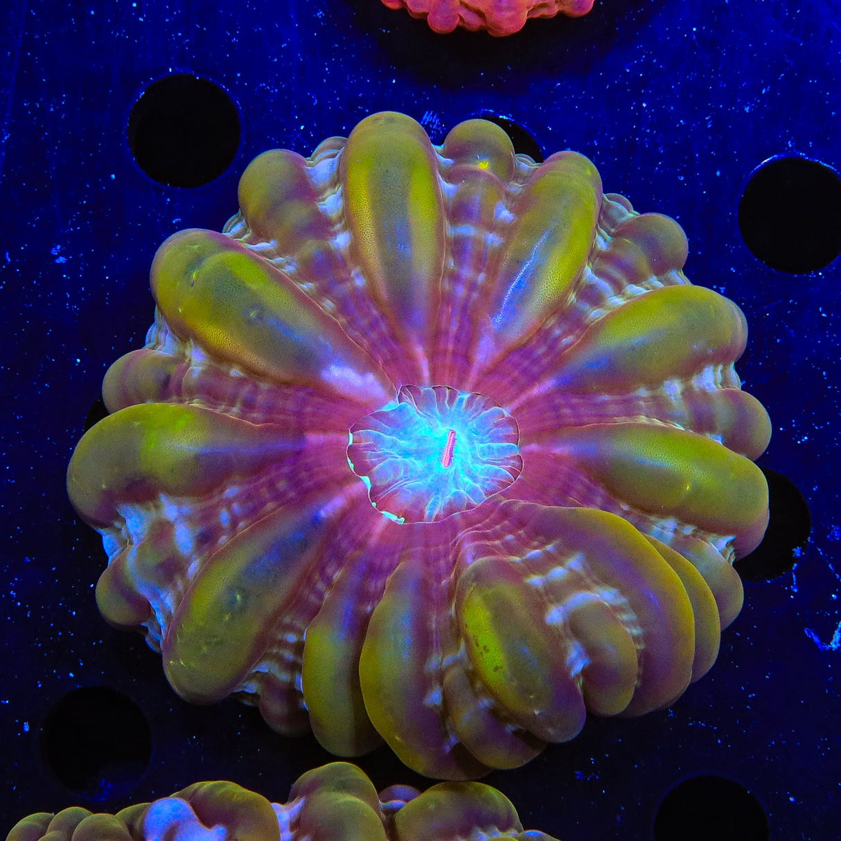 Rainbow Indophyllia Coral