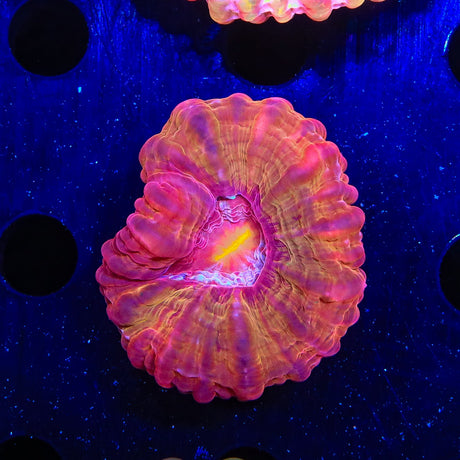 Ultra Rainbow Cynarina Coral