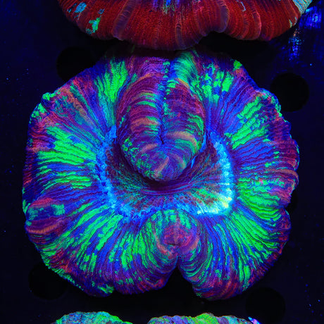 Ultra Trachyphyllia Coral