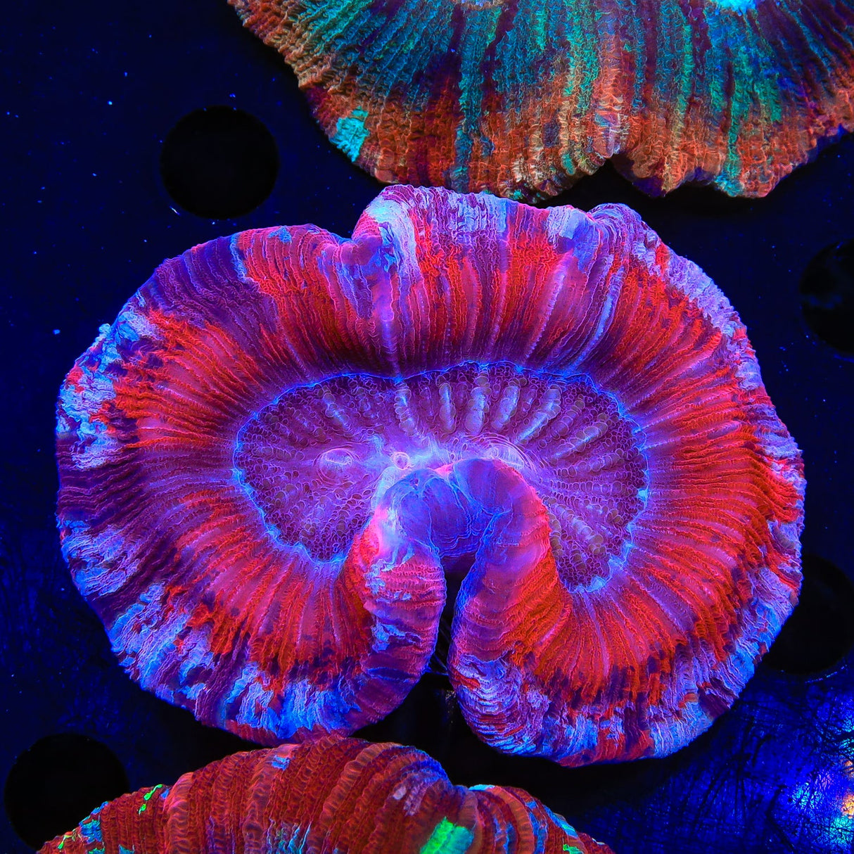 Ultra Trachyphyllia Coral