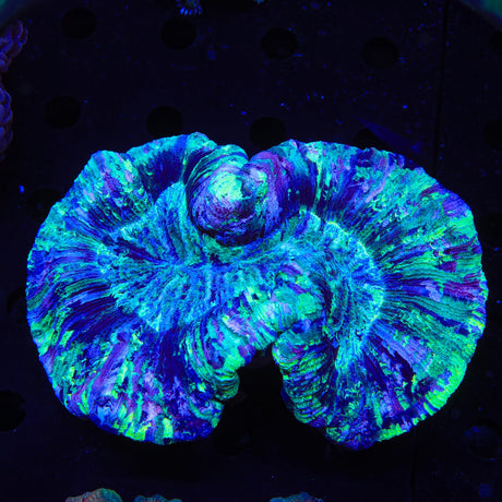 Ultra Trachyphyllia Coral