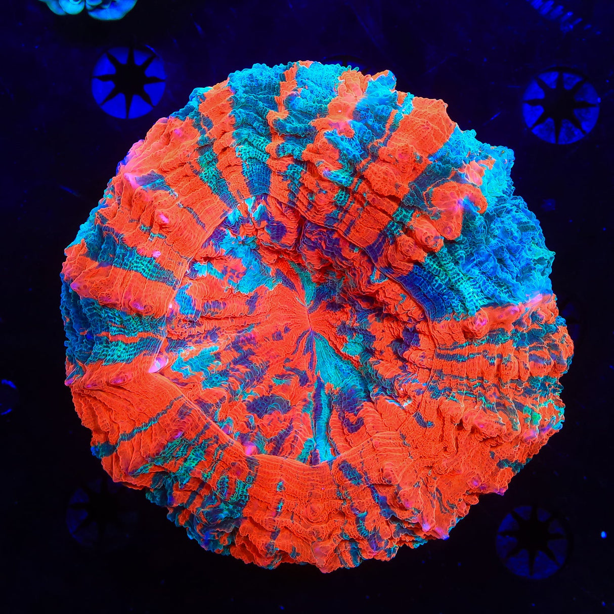 Rainbow Acanthophyllia Coral