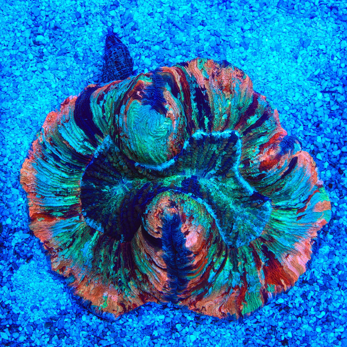 Rainbow Trachyphyllia Coral