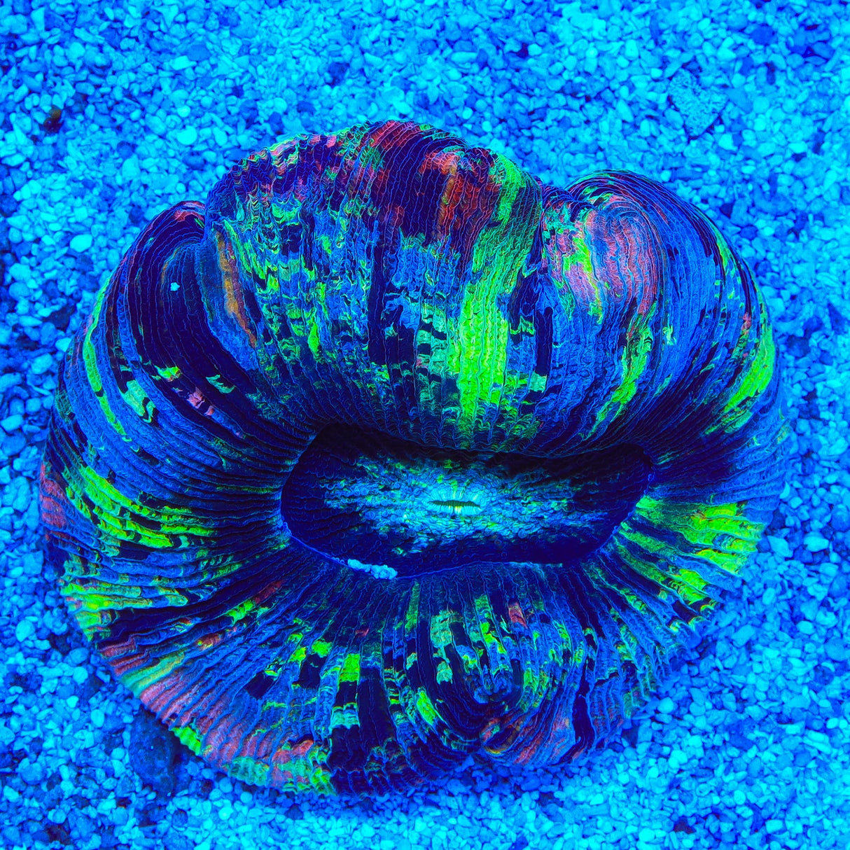 Rainbow Trachyphyllia Coral