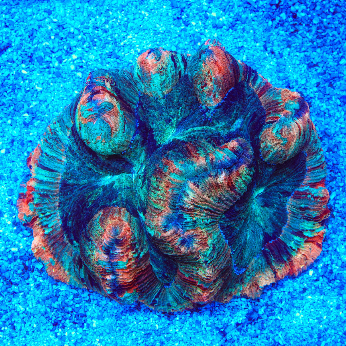 Rainbow Trachyphyllia Coral