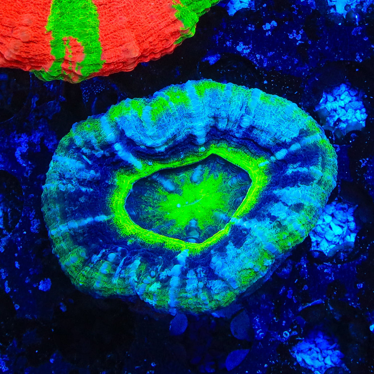 UFO Scolymia Coral