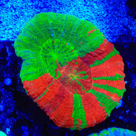 Bleeding Apple Scolymia Coral