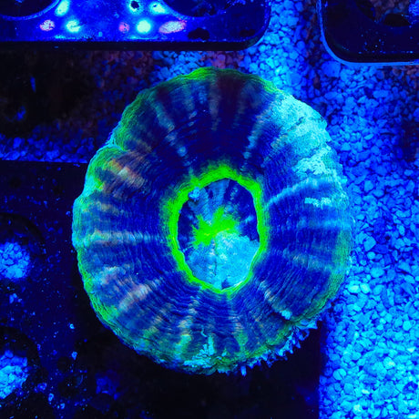 UFO Scolymia Coral