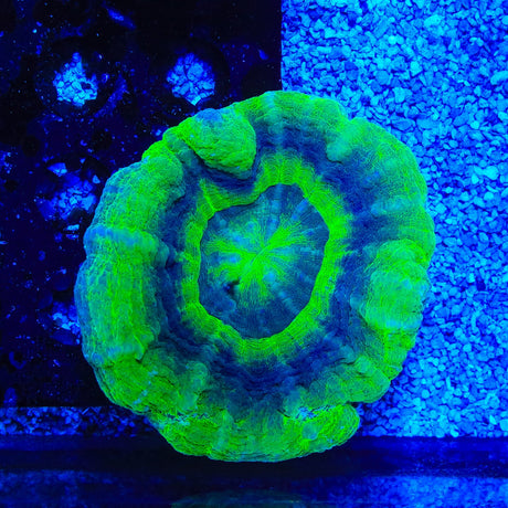 UFO Scolymia Coral