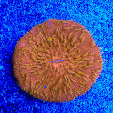 Yellow Tentacle Fungia Plate Coral