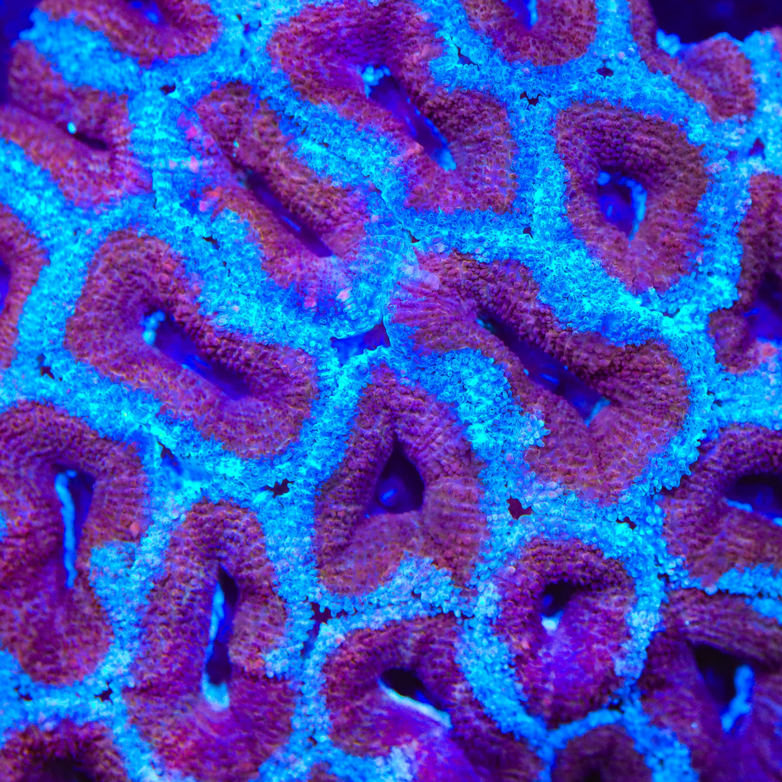 TSA Plum Crazy Acan Coral