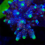 TSA Grimace Fiji Somoensis Acropora Coral