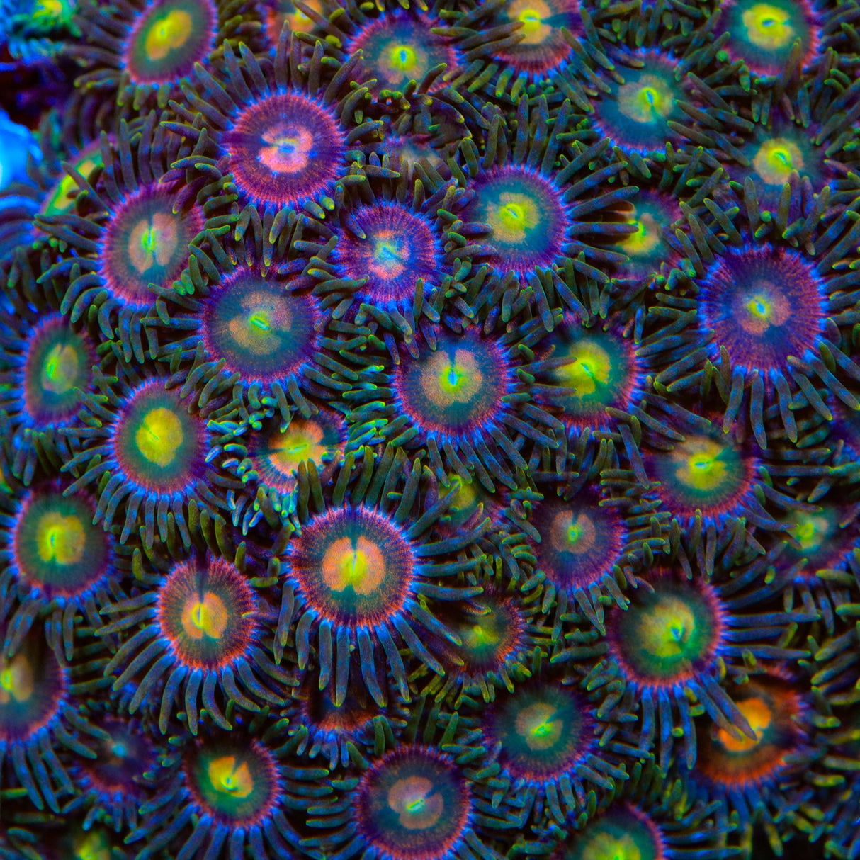 TSA Laser Lemon Zoanthids Coral